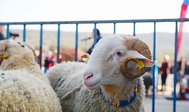 Aliağa’da Damızlık Koyun Dağıtımı İçin Tarih Belli Oldu