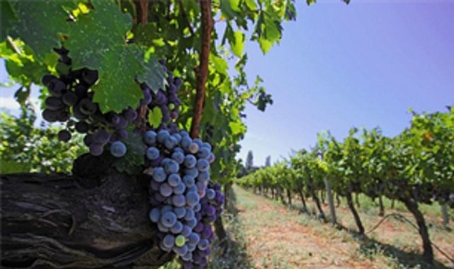 İzmir, Bağcılık Mirasını Dünyaya Açıyor